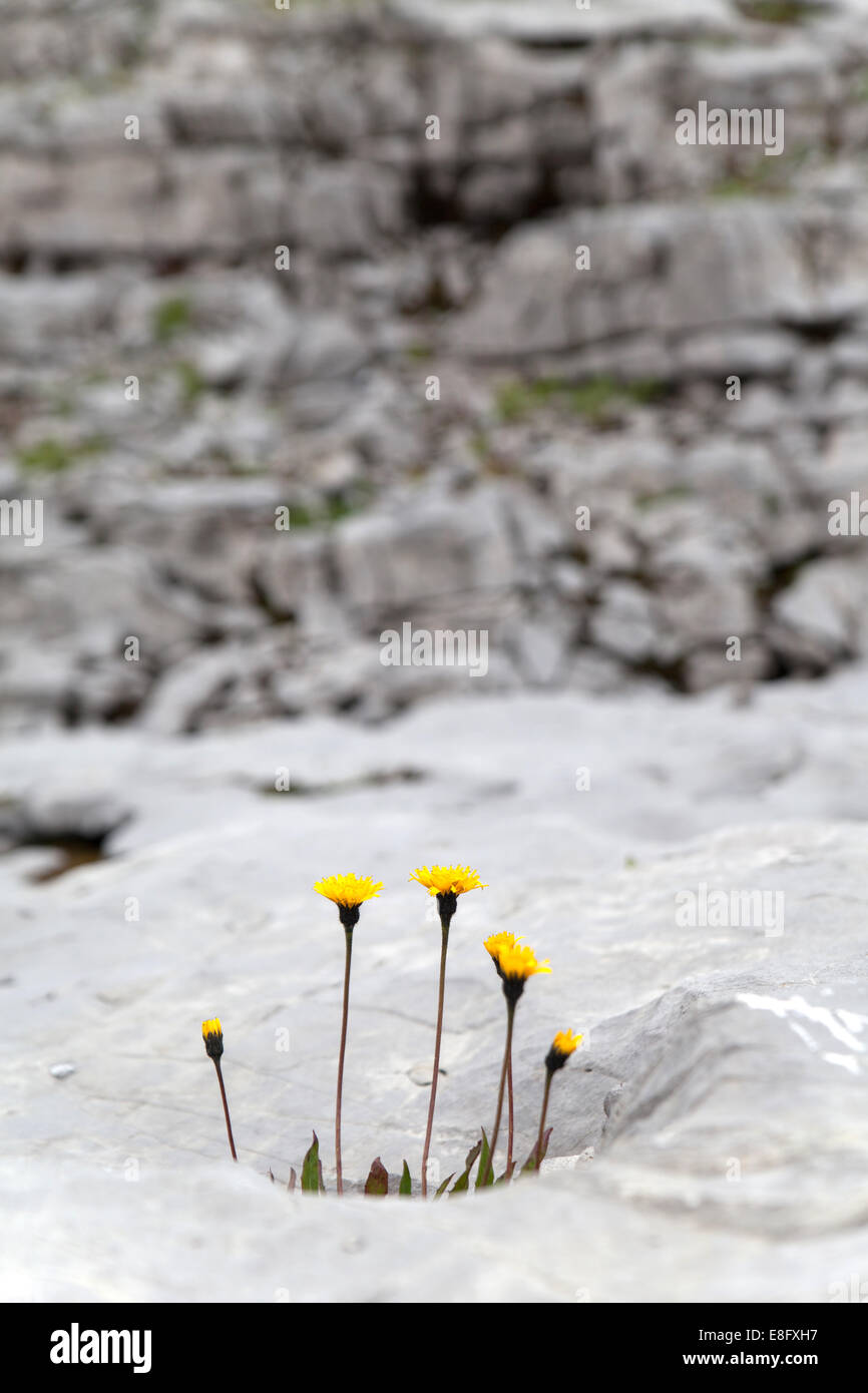 Piccoli fiori gialli nella pavimentazione di pietra calcarea Austria Foto Stock
