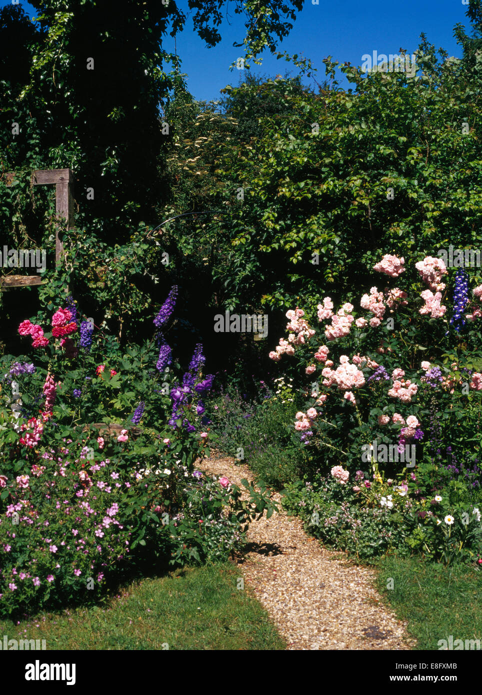 Le rose rosa e blu delphiniums in bordi su entrambi i lati del sentiero di ghiaia in giardino cottage Foto Stock