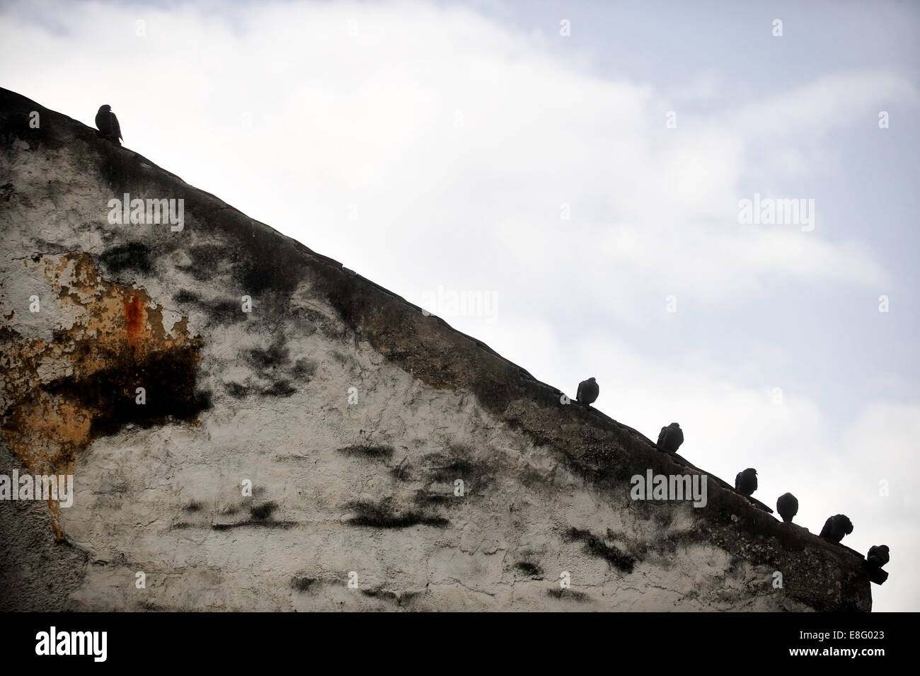 Sagome di numerosi piccioni in piedi sul bordo del tetto a doppio spiovente Foto Stock