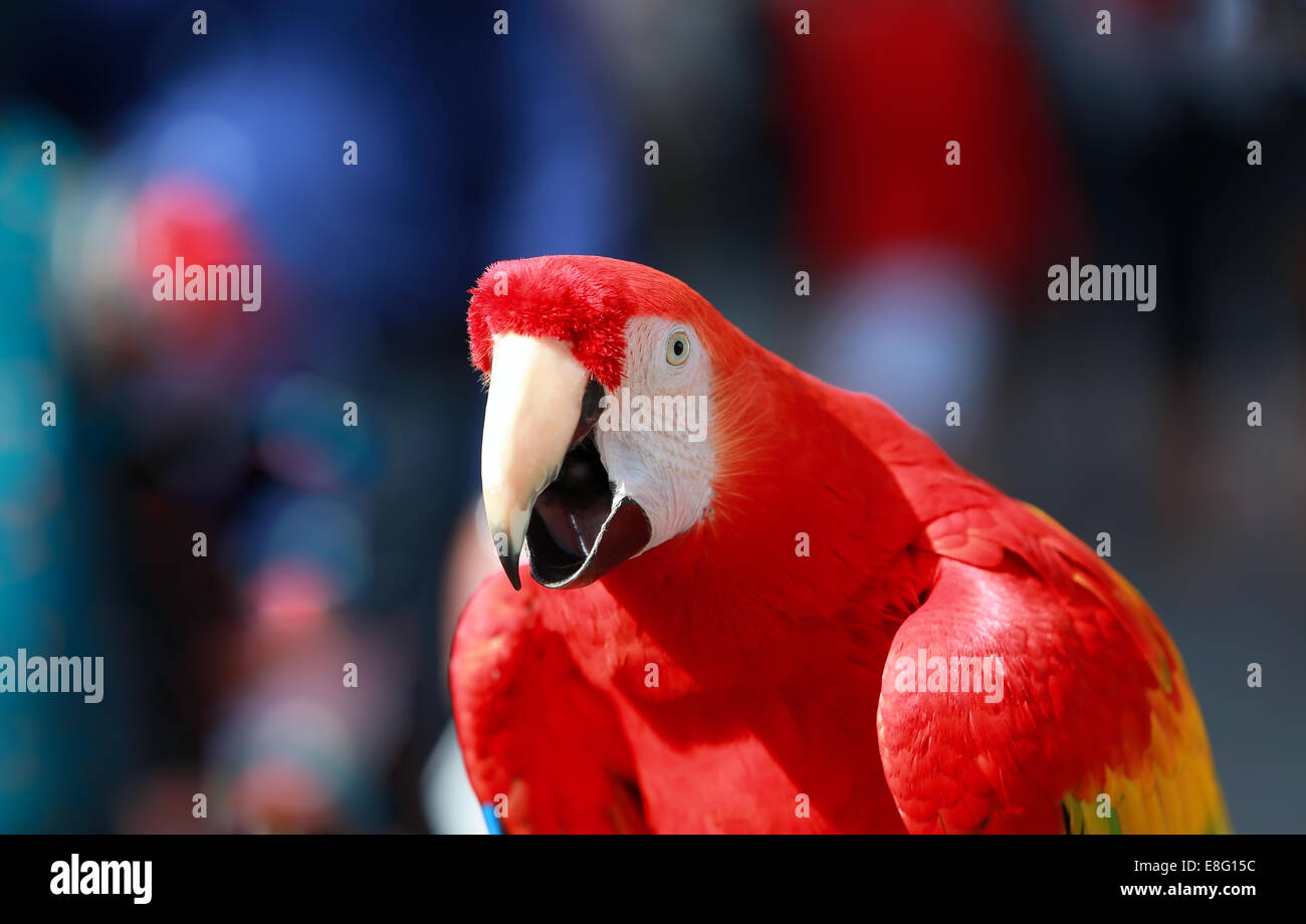 Pappagallo Rosso Blu Macaw parlando Foto Stock