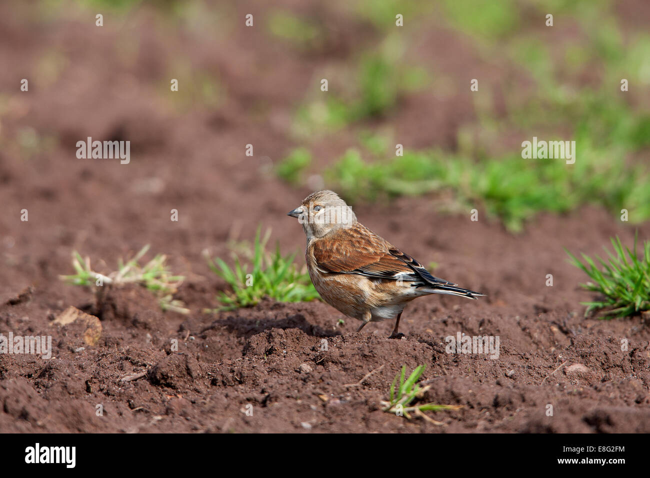 Comune di Linnet Carduelis cannabina maschio adulto in allevamento piumaggio avanzamento sul terreno Foto Stock