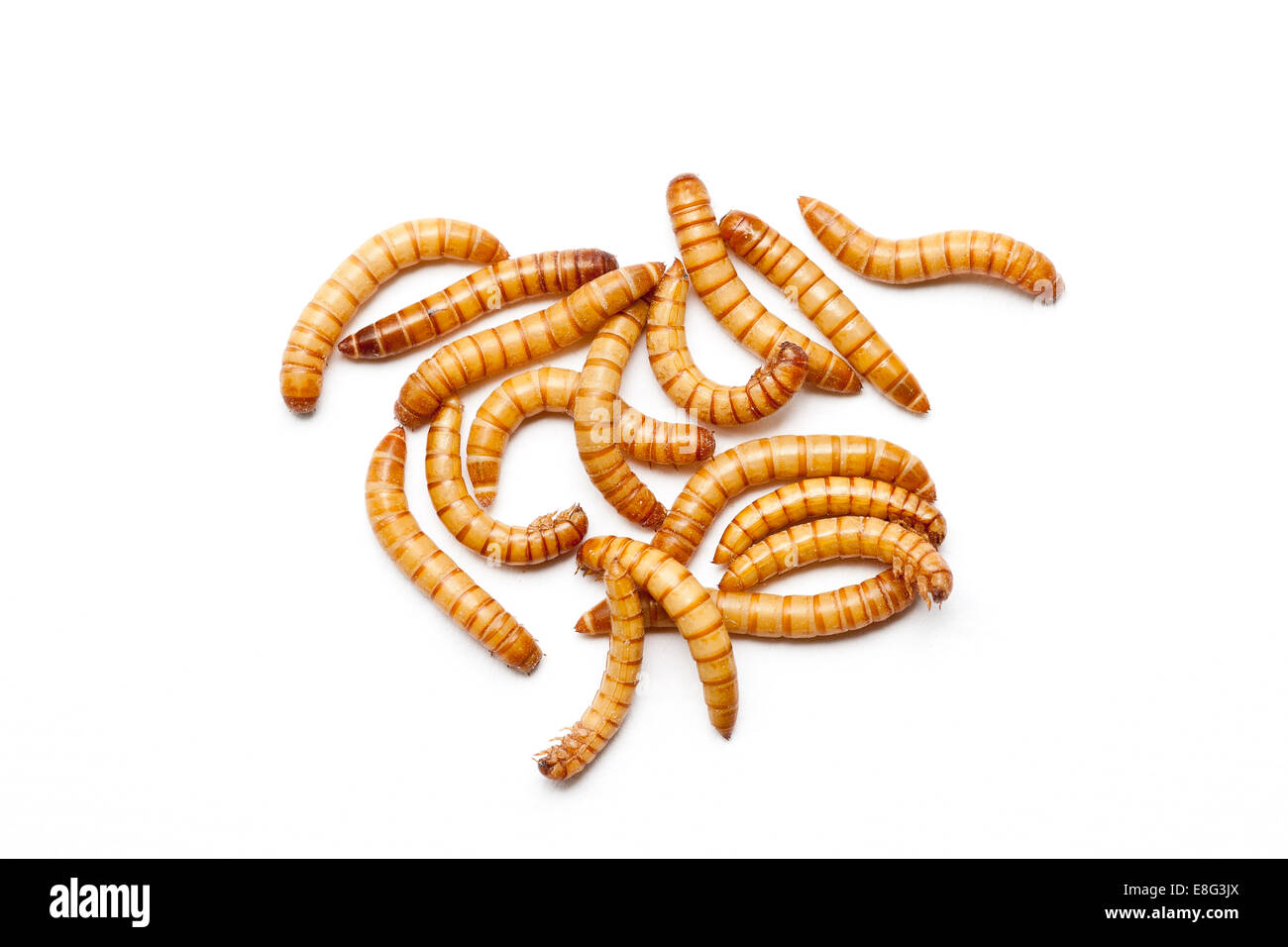 Mealworms utilizzati per gli uccelli selvatici e alimentare la dieta del rettile Foto Stock