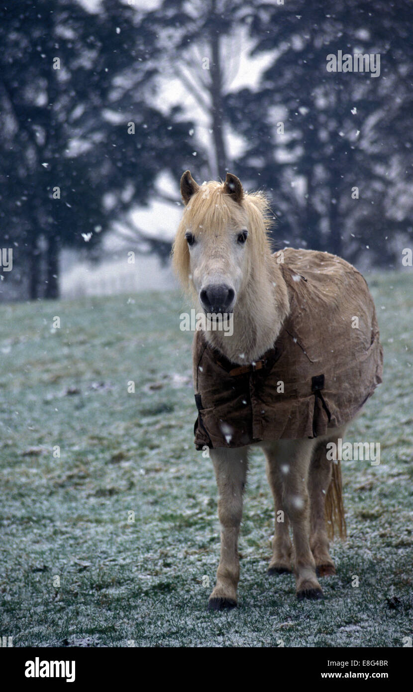 Cavallino bianco nella neve Foto Stock