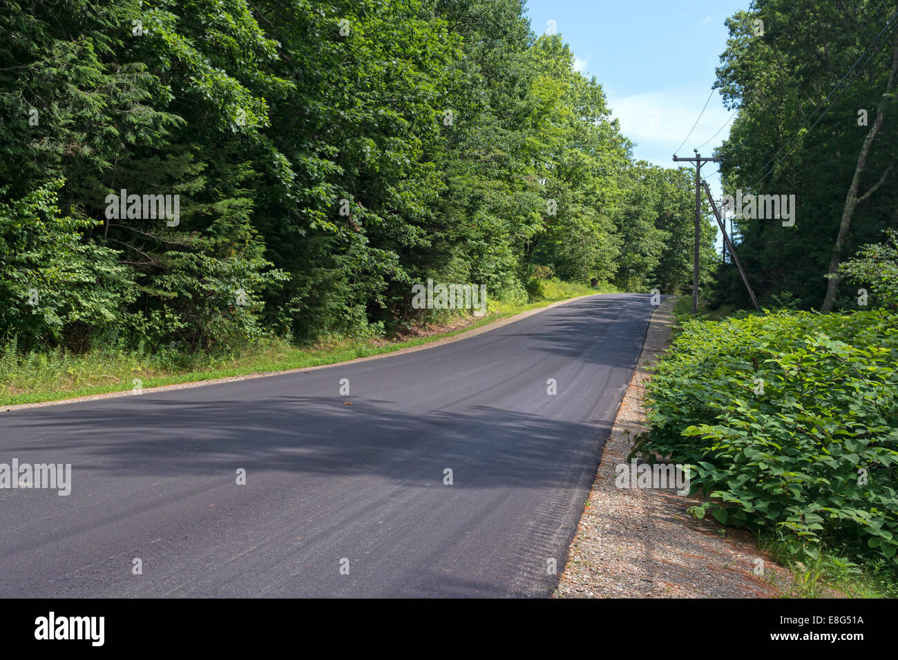 Un paese rurale road nel pomeriggio in estate con alberi e cespugli che confinano con l'asfalto. Foto Stock