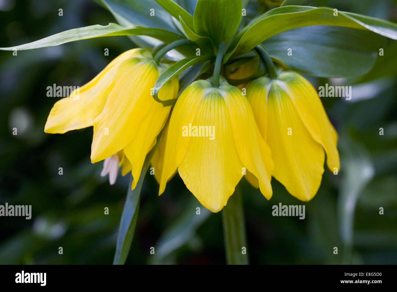 Fritillaria Imperialis 'Lutea' Fiore Foto Stock