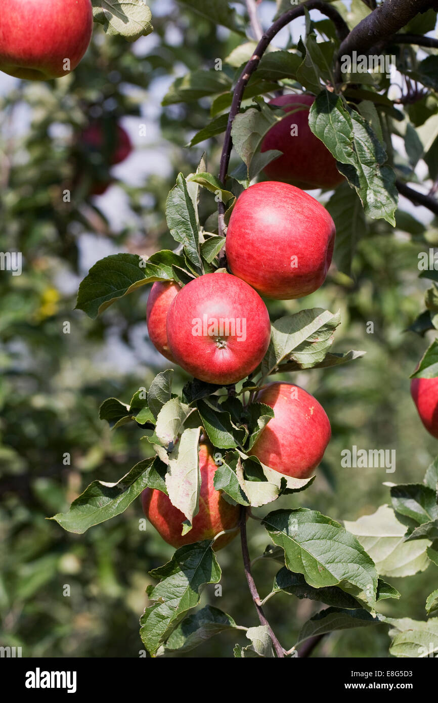 Malus domestica. Apple 'Millicent Barnes' crescendo in un inglese un frutteto. Foto Stock