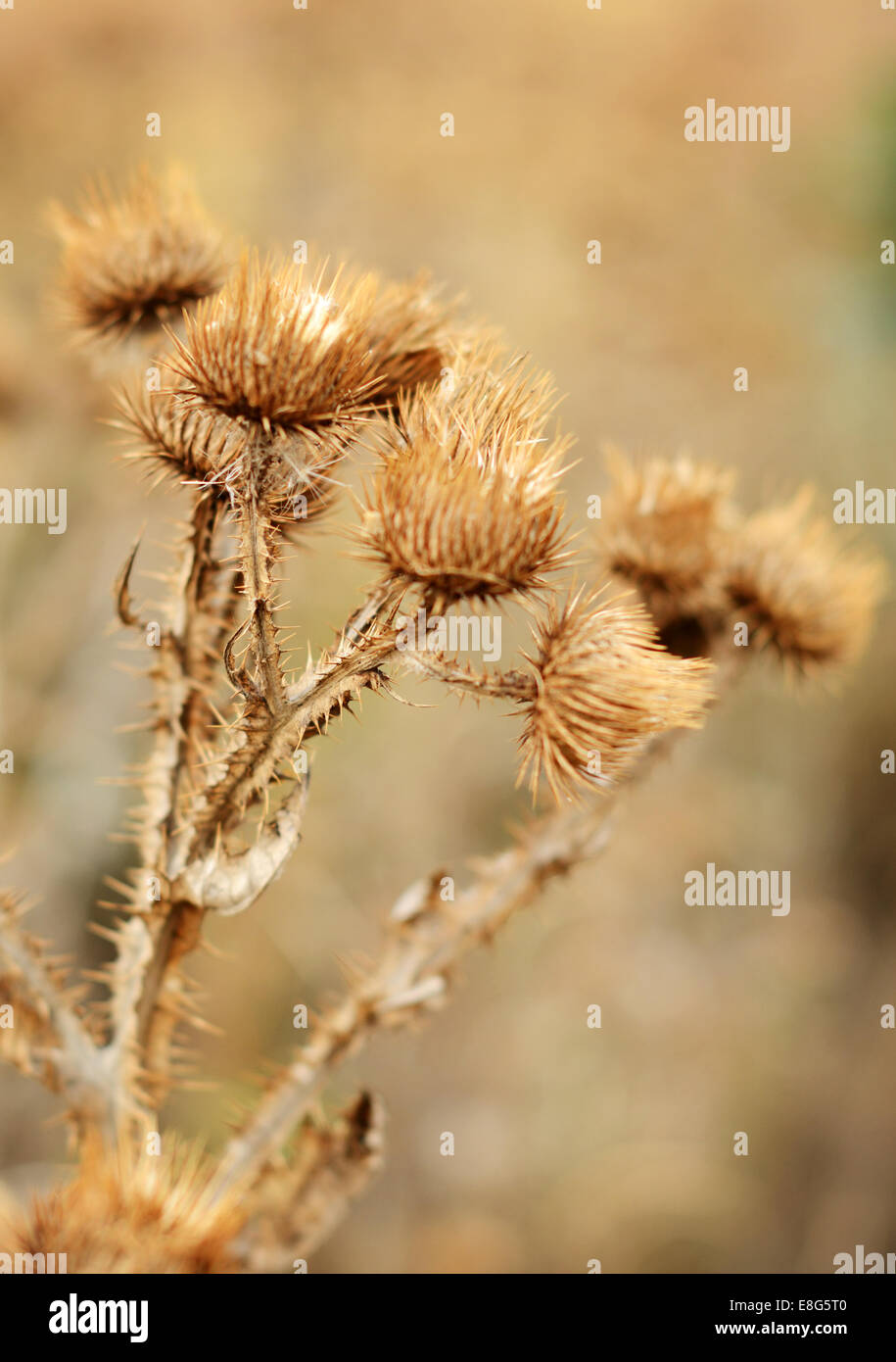 Antico cardo secco in Autunno colori Foto Stock