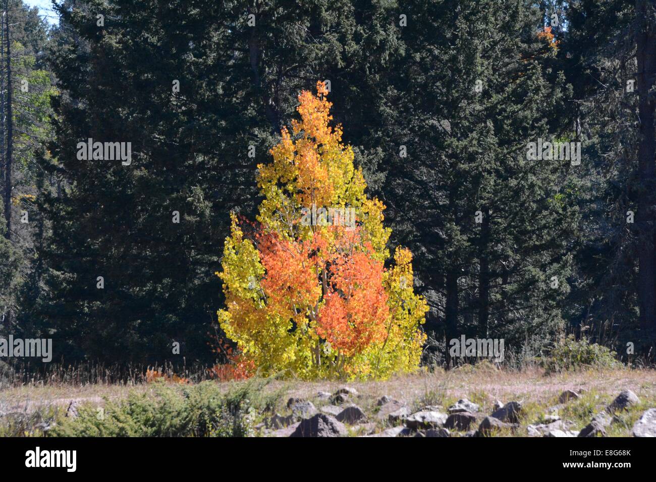 I colori dell'autunno di un Aspen Tree spiccano nella parte anteriore del green pines. Foto Stock