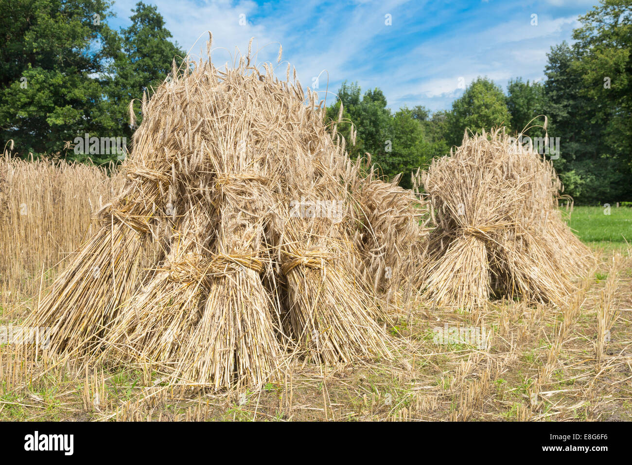 Le pulegge scanalate di segala permanente al campo di segale Foto Stock