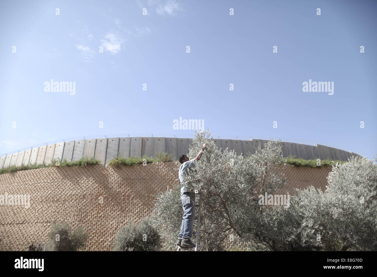 Ramallah. Il 7 ottobre, 2014. Un uomo palestinese raccoglie le olive dal suo campo nella west bank villaggio di Bilin vicino a Ramallah il 7 ottobre, 2014. © Fadi Arouri/Xinhua/Alamy Live News Foto Stock