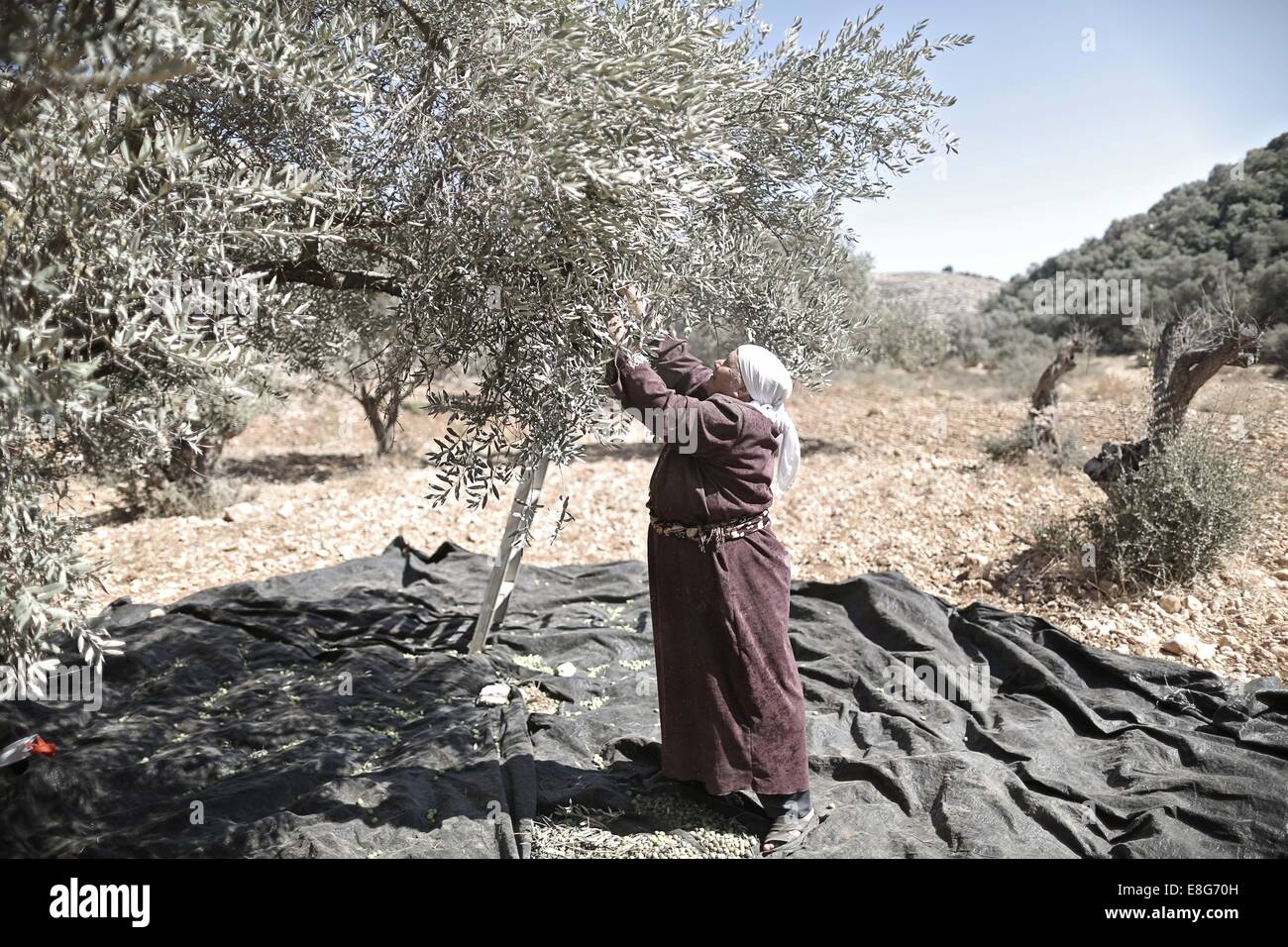 Ramallah. Il 7 ottobre, 2014. Una donna Palestinese picks olive dal suo campo nella west bank villaggio di Bilin vicino a Ramallah il 7 ottobre, 2014. © Fadi Arouri/Xinhua/Alamy Live News Foto Stock