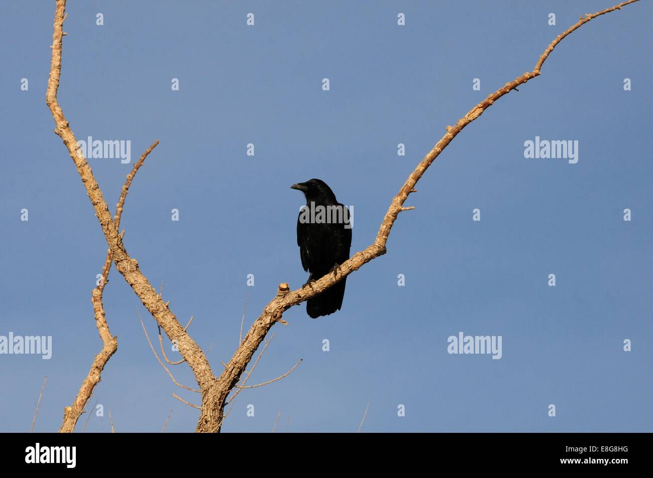 Corvo su arto Foto Stock