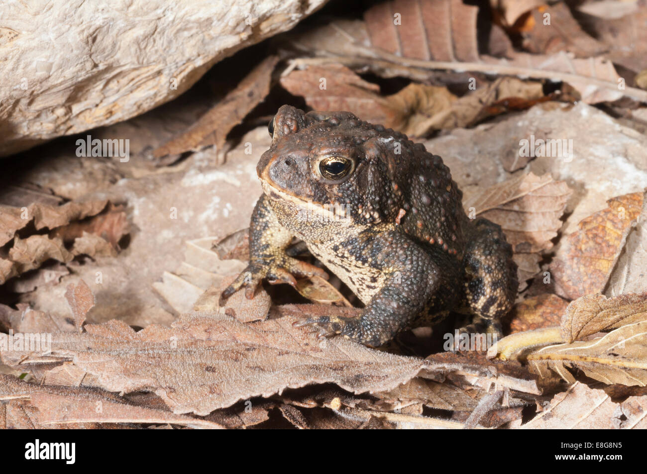 American toad, Bufo americanus; nativo a est di Stati Uniti e Canada Foto Stock