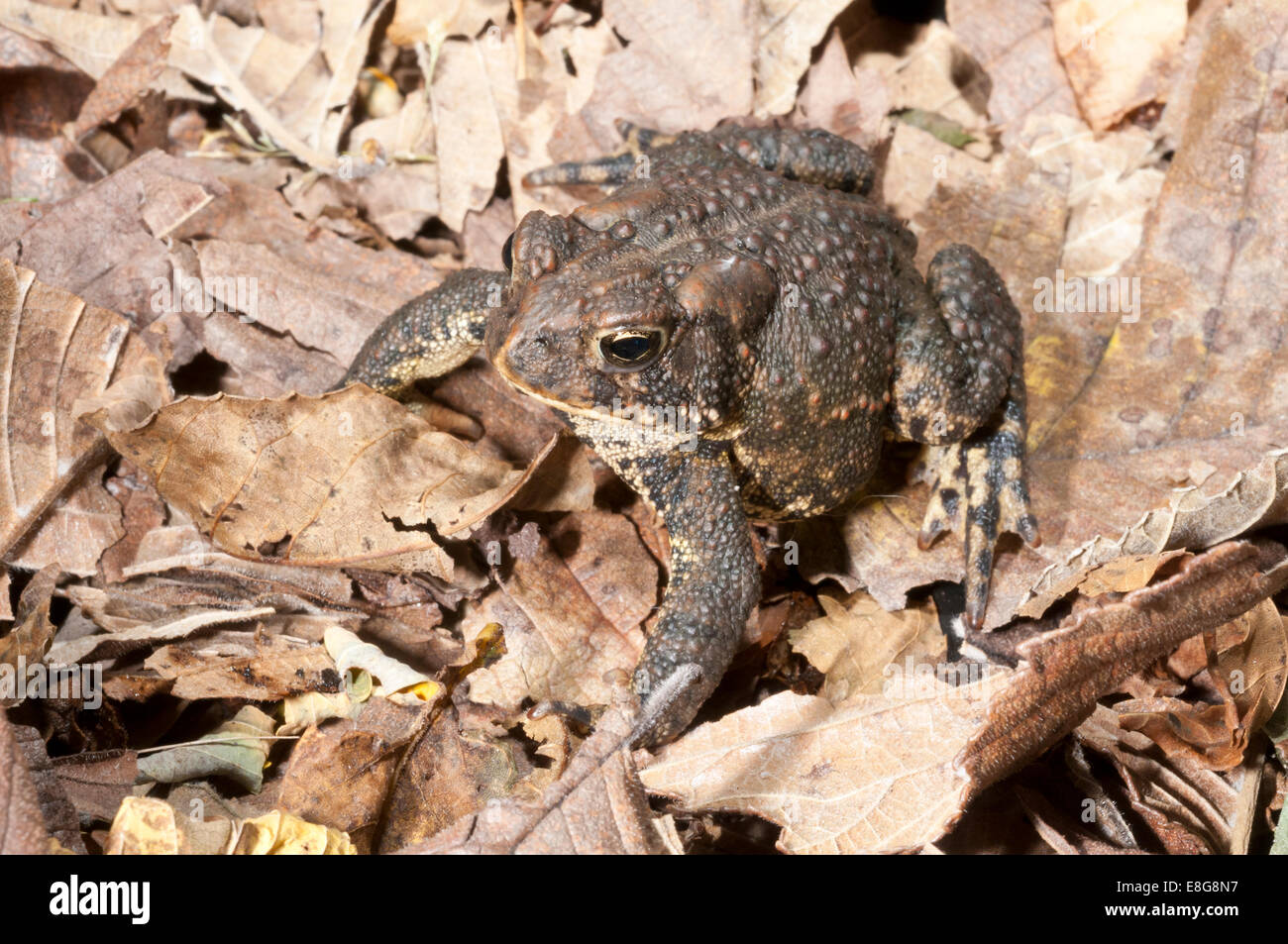 American toad, Bufo americanus; nativo a est di Stati Uniti e Canada Foto Stock