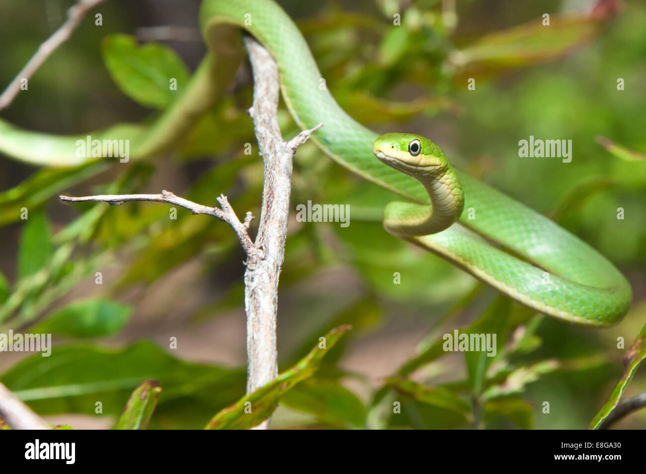 Ruvido serpente verde Foto Stock