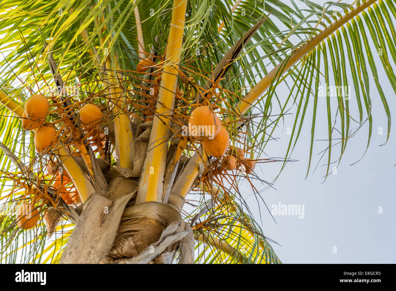 Albero di cocco (Cocos nucifera) un membro della famiglia Arecaceae (Famiglia Palm). Foto Stock