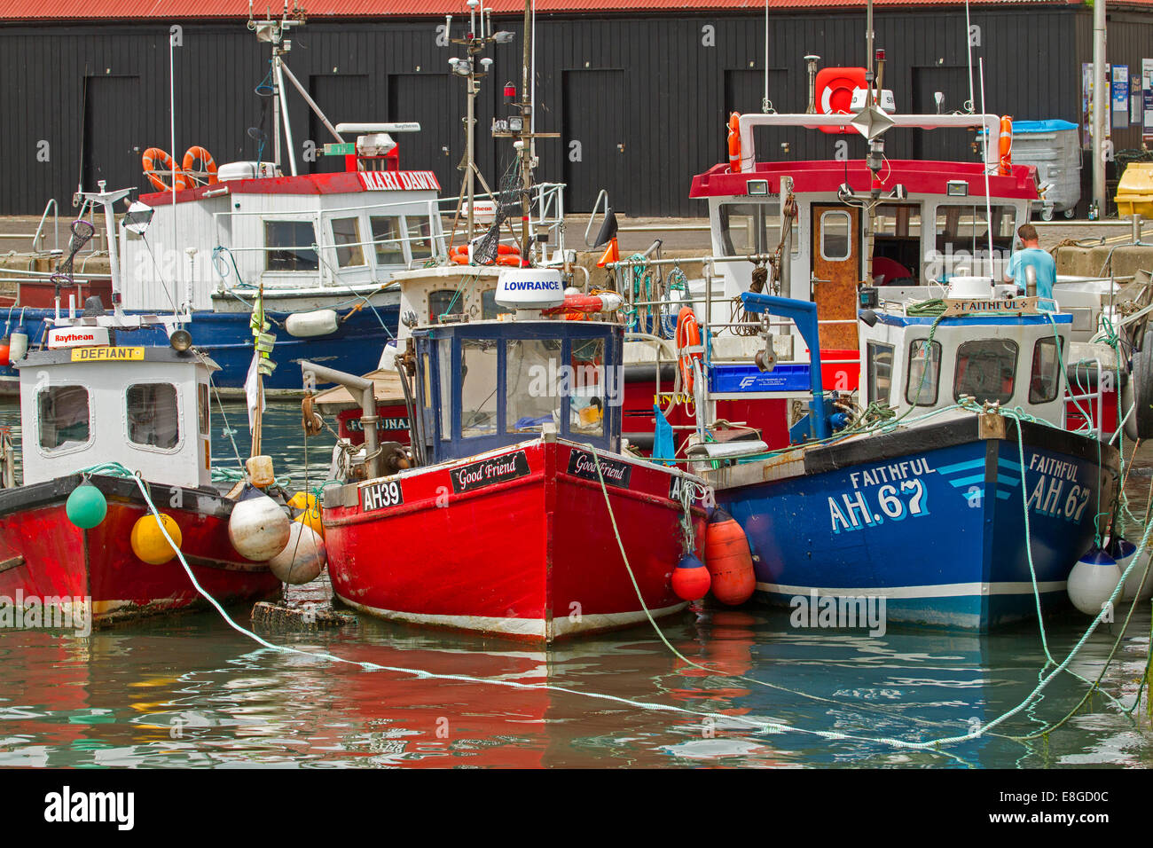 Coloratissime barche di pescatori, rosso, bianco e blu, ormeggiata in porto e riflessa in acqua calma ad Arbroath, Scozia Foto Stock