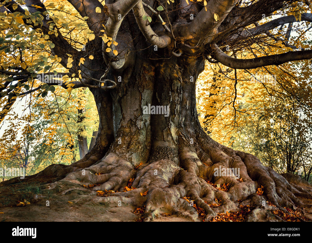 Platanus acerifolia o Londra albero piano unico con radici e giallo bruno le foglie in autunno park Foto Stock