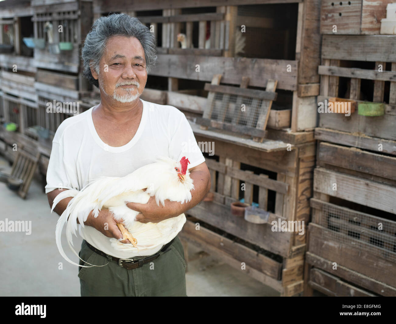 Iha-san con il suo chan polli チャーン che sono nativi di Okinawa. Città Uruma, Okinawa. Giappone Foto Stock