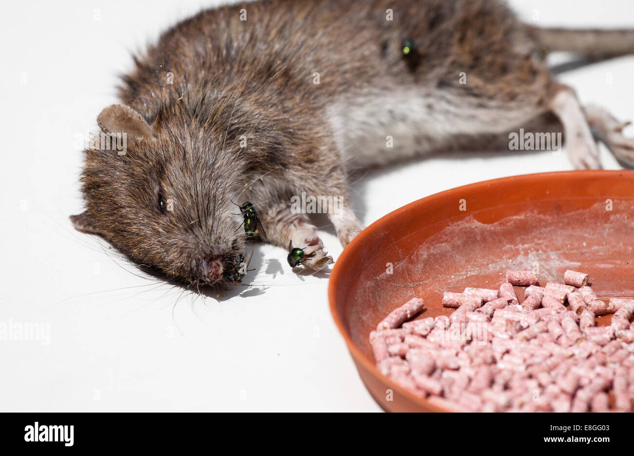 Ratti avvelenati da esche tossiche sdraiato sul pavimento bianco Foto Stock