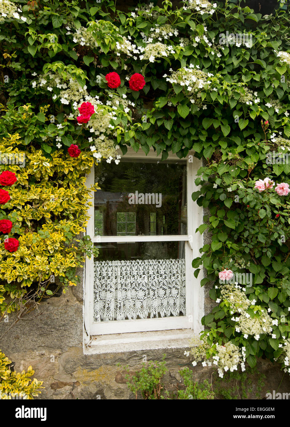 Finestra con cornice bianca & lace curtain circondato da piante rampicanti con rosa & rose rosse, fiori bianchi & denso fogliame verde che copre la parete di pietra Foto Stock