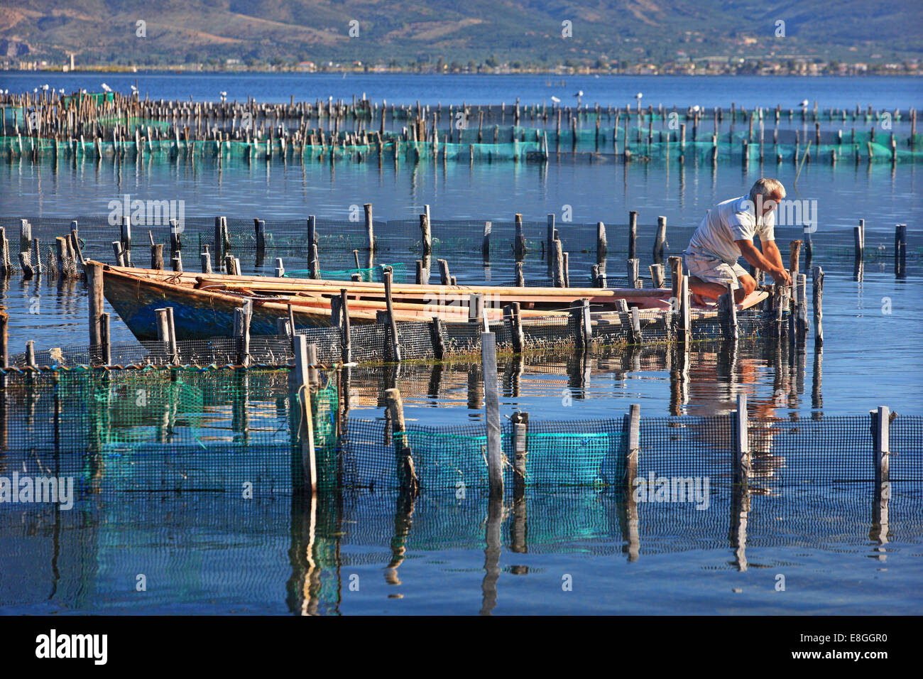 Fisherman nel tradizionale allevamento ittico di Vasiladi presso la laguna di Messolonghi-Aitoliko, Aitoloakarnania, Grecia. Foto Stock