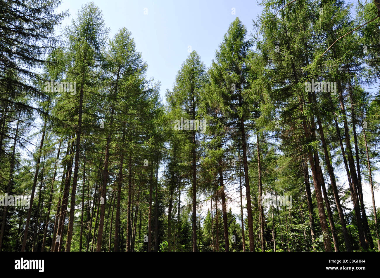 L'Italia, Balsegna di Pina, foresta di alberi di pino Foto Stock