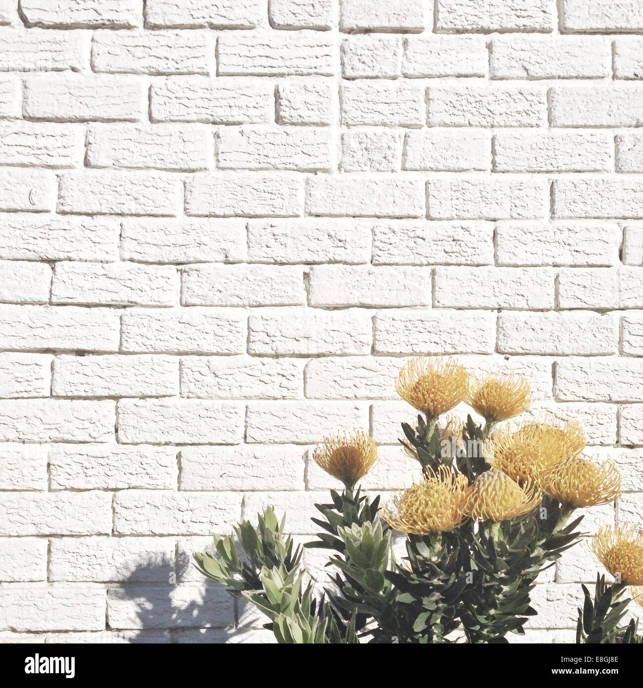 Fiori gialli bianco contro un muro di mattoni Foto Stock