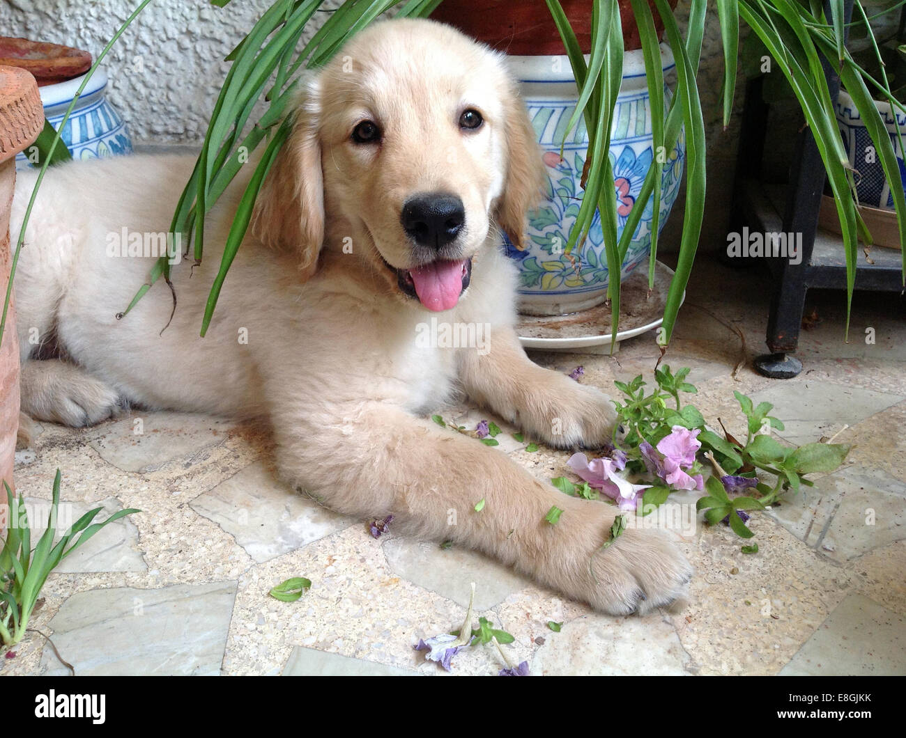 Cucciolo Golden Retriever Immagini e Fotos Stock - Alamy