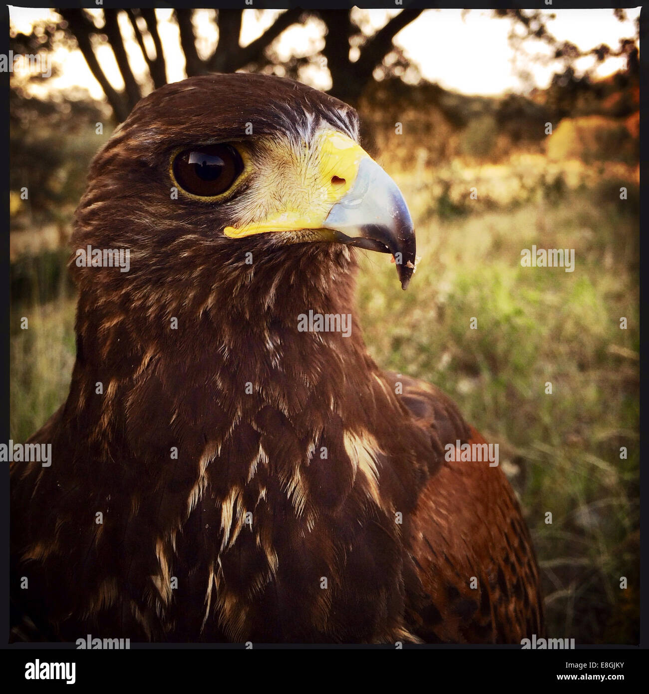 Ritratto di un falco di Harris (parabuteo unicinctus) bird, Messico Foto Stock