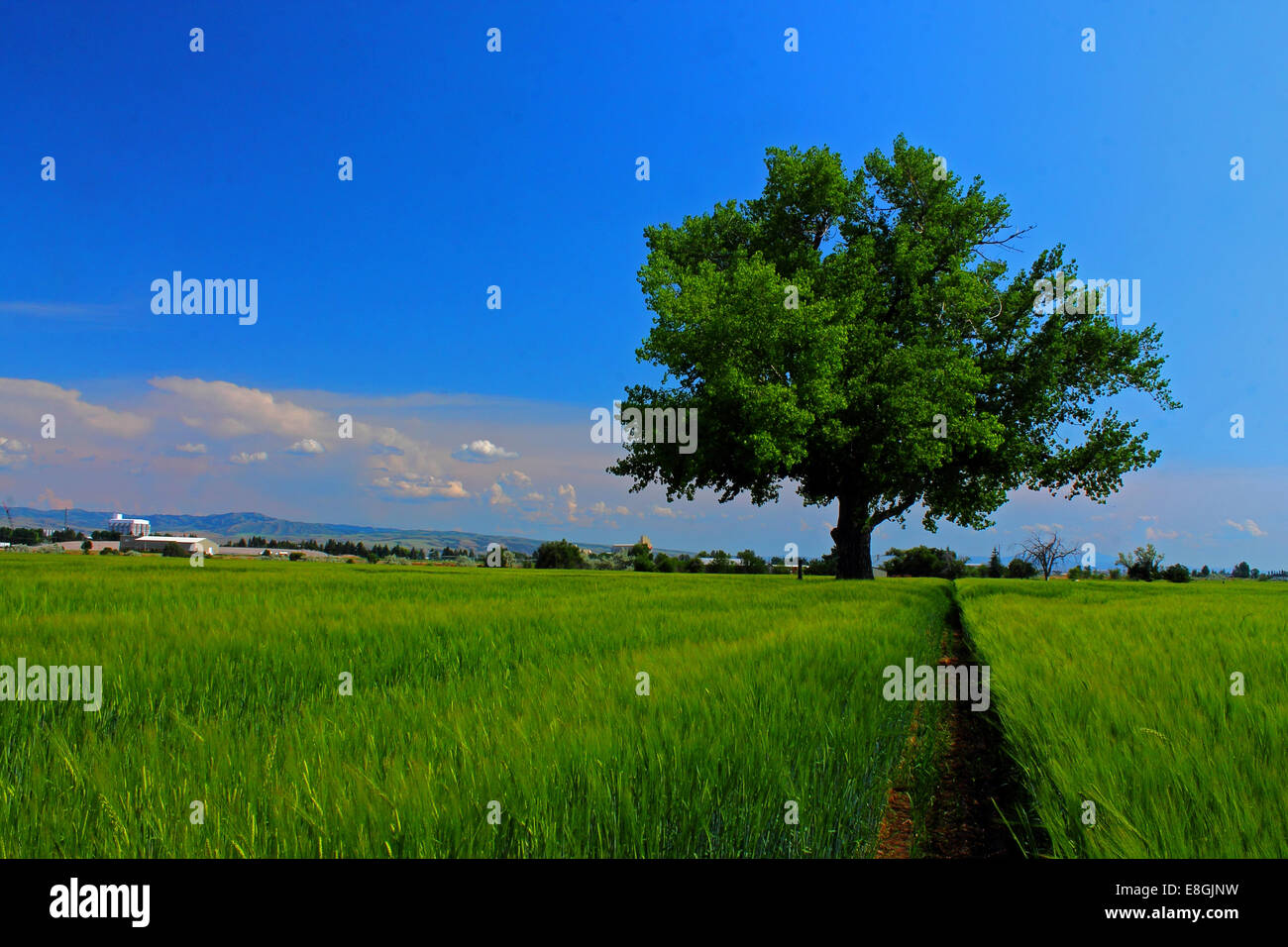Stati Uniti d'America, Idaho, Bonneville County, Idaho Falls, Tree farmer's campo sul giorno di estate Foto Stock