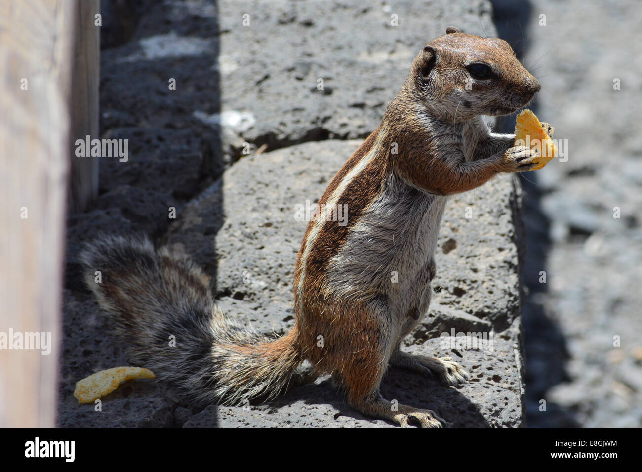 Lo scoiattolo mangiando snack Foto Stock