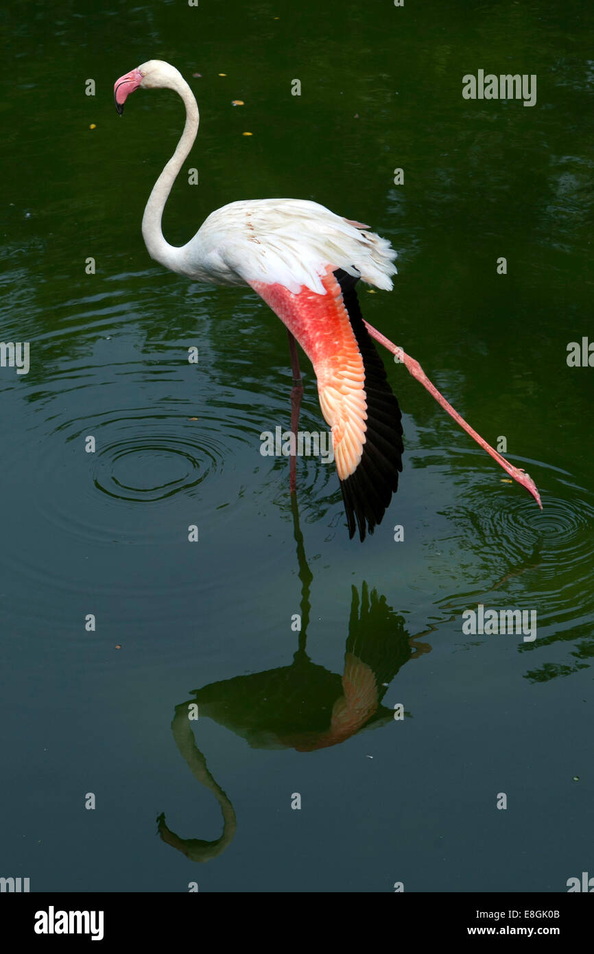 Singapore, Flamingo Stretching Foto Stock