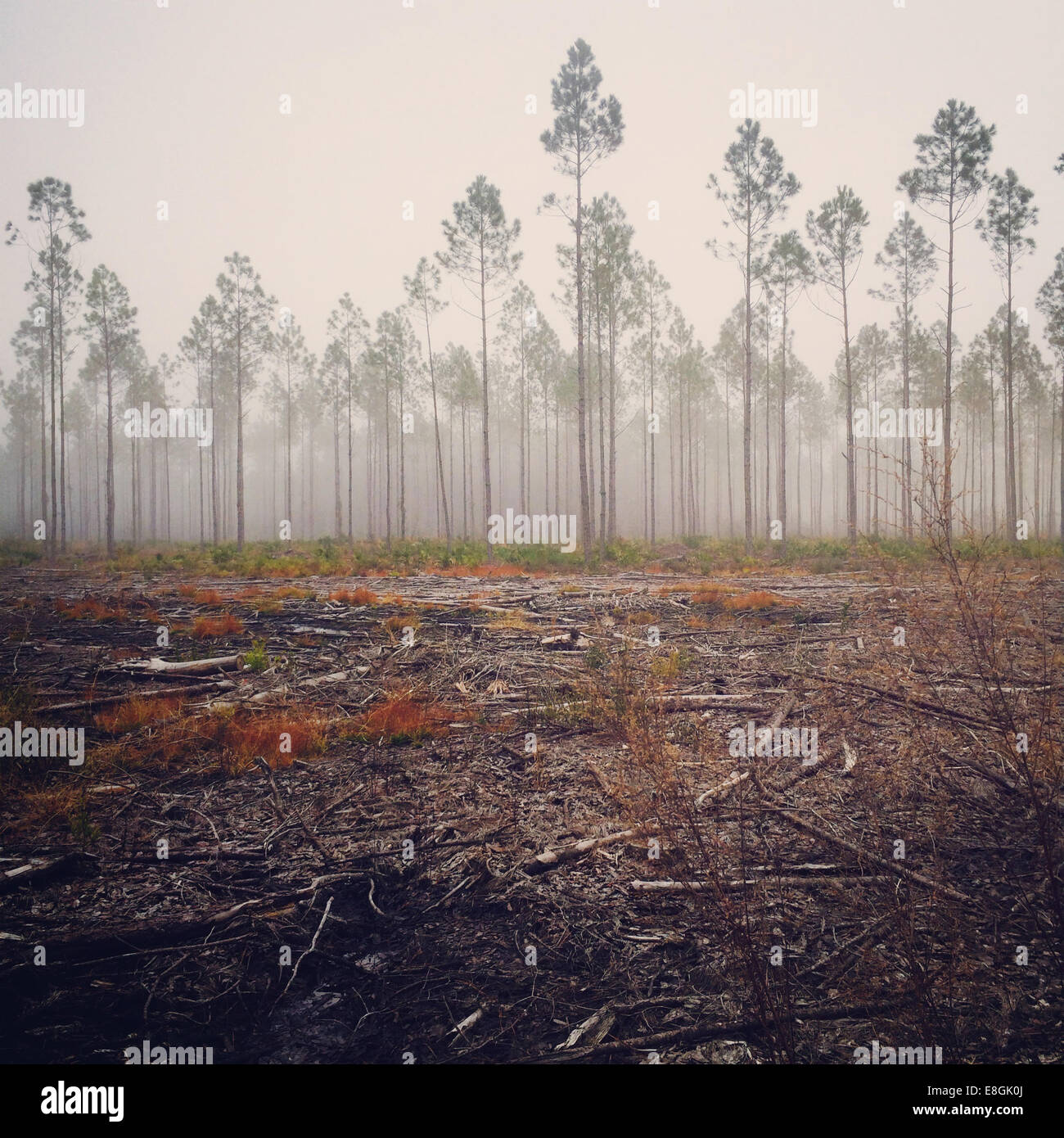 Vista della pineta in nebbia, Stati Uniti Foto Stock