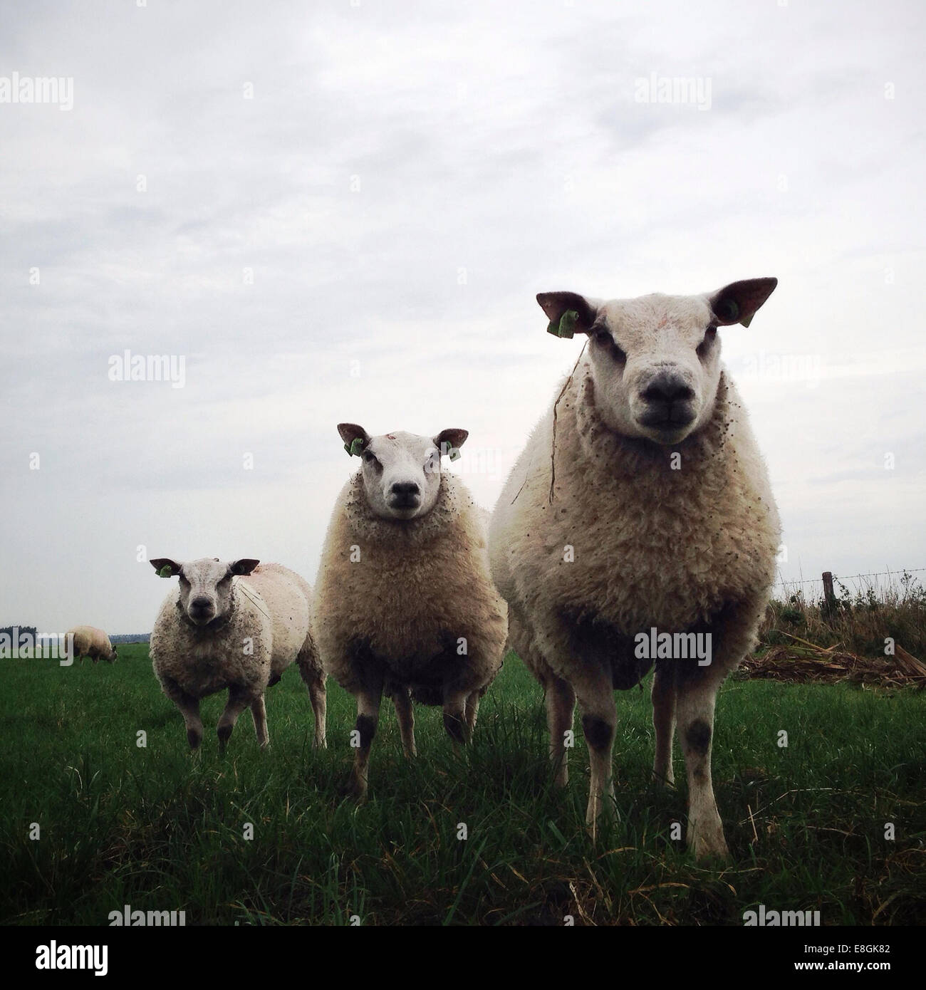 Tre pecore in piedi in un campo Foto Stock