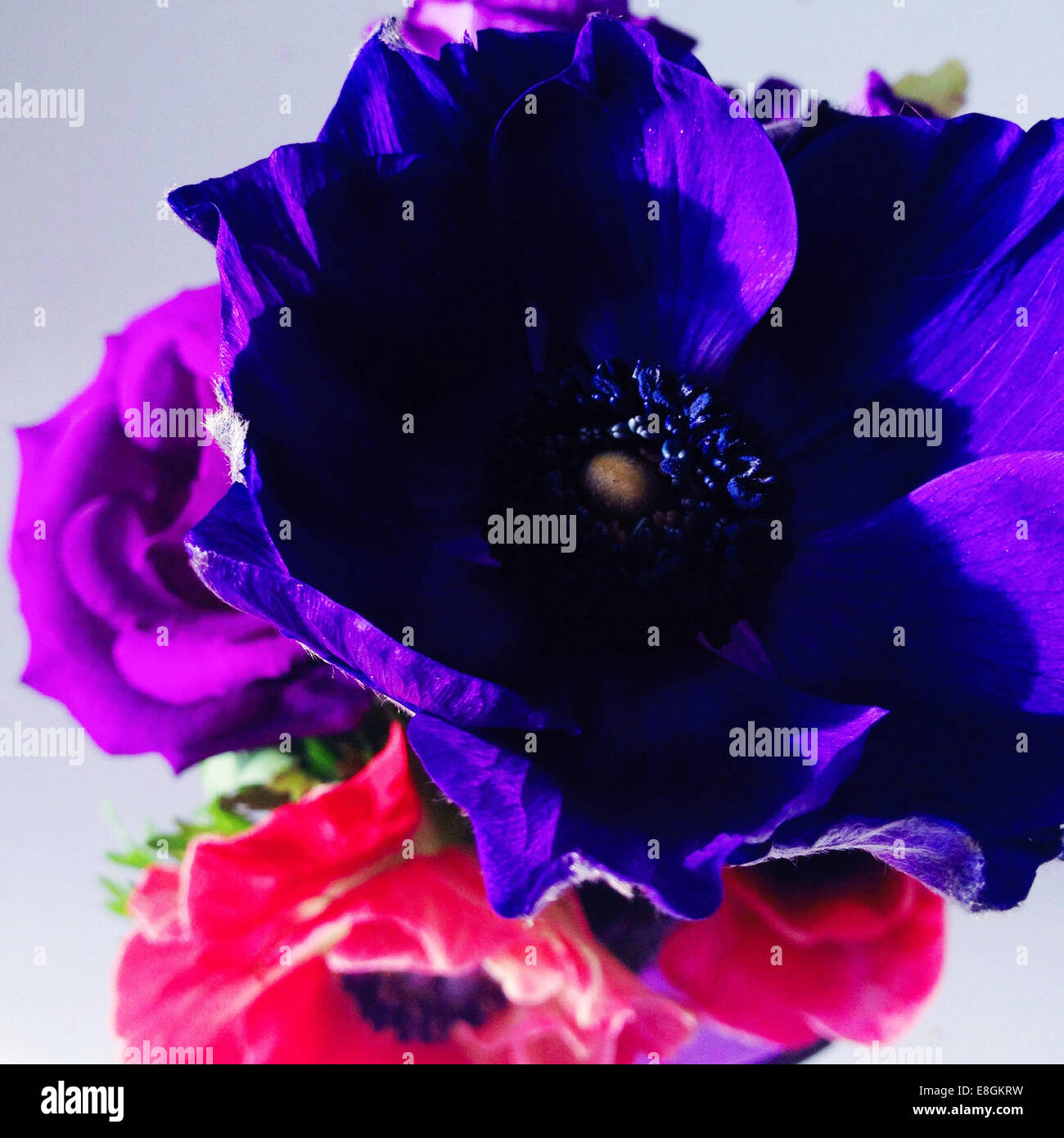 Close-up di viola e rosa fiori di anemone Foto Stock
