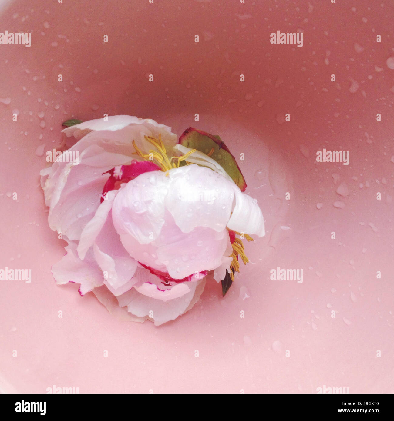 Rosa peonia testa di fiori in vaso rosa Foto Stock