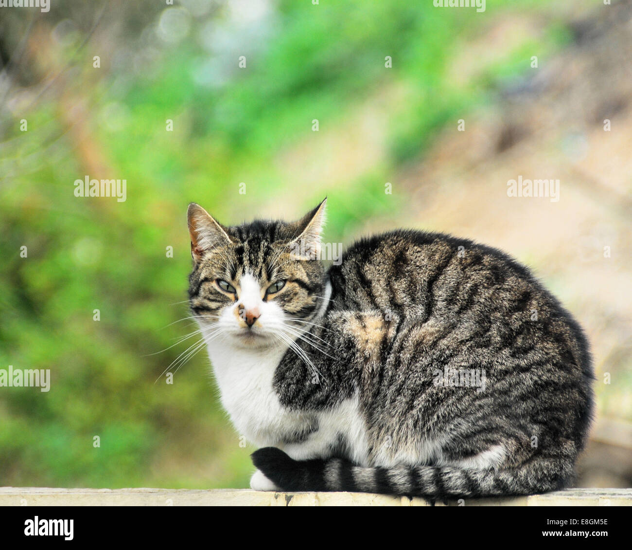 Ritratto di dolce tabby cat Foto Stock