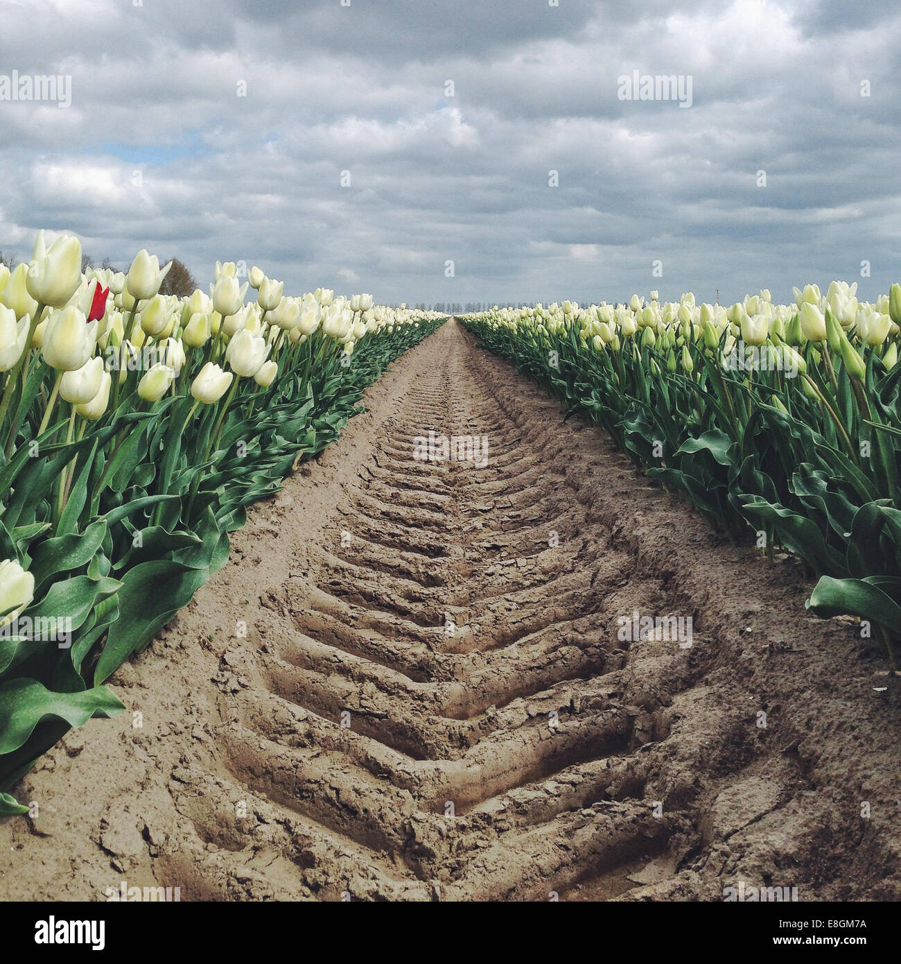 L'Netherland, Olanda, pneumatico via sul campo di tulipani Foto Stock