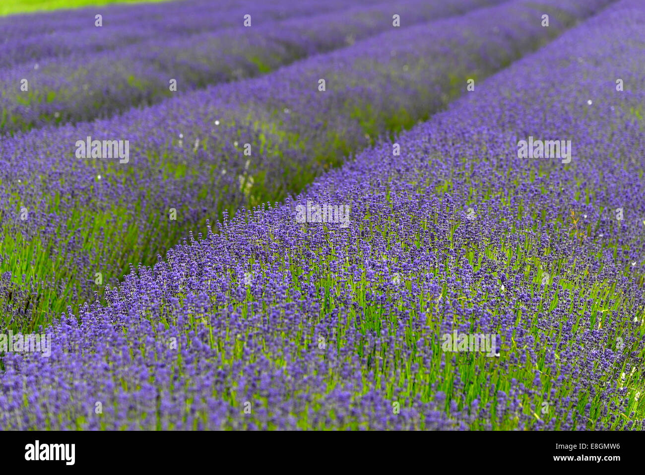 Lavanda (Lavandula sp.), fioritura campo di lavanda, England, Regno Unito Foto Stock