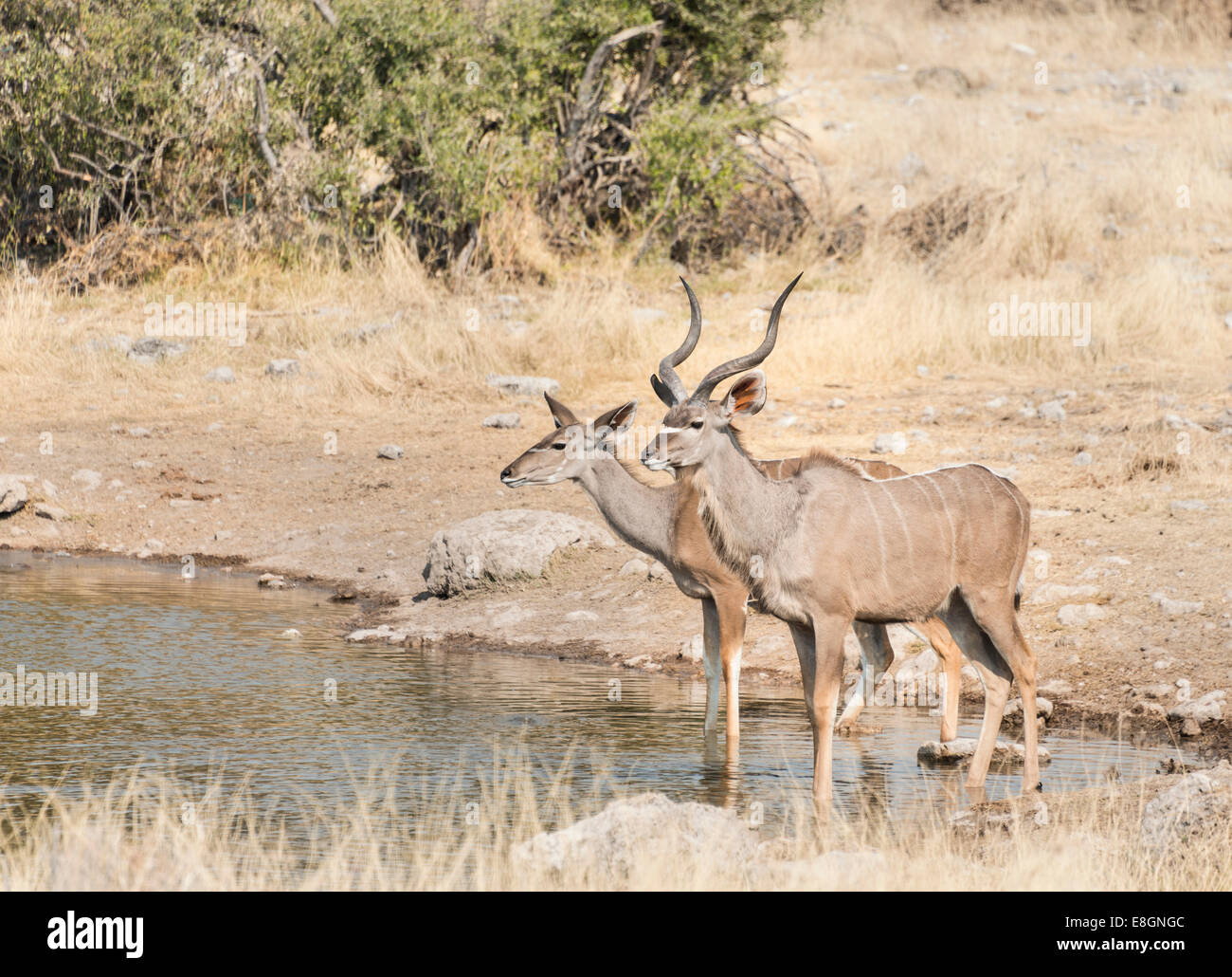 Maggiore Kudus (Tragelaphus strepsiceros), Koinachas foro per l'acqua, il Parco Nazionale di Etosha, Namibia Foto Stock