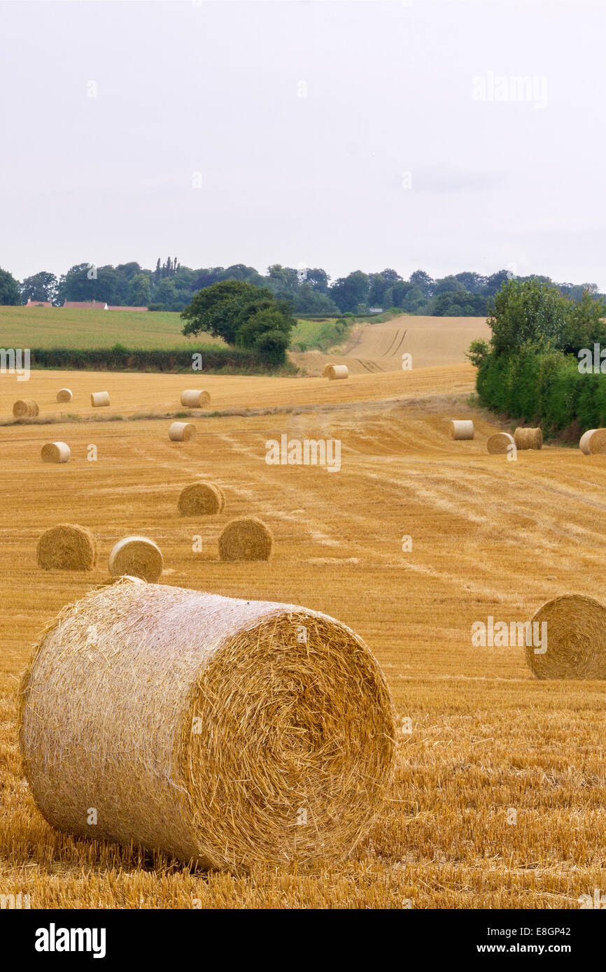 Le balle di paglia in un campo di fattoria Foto Stock