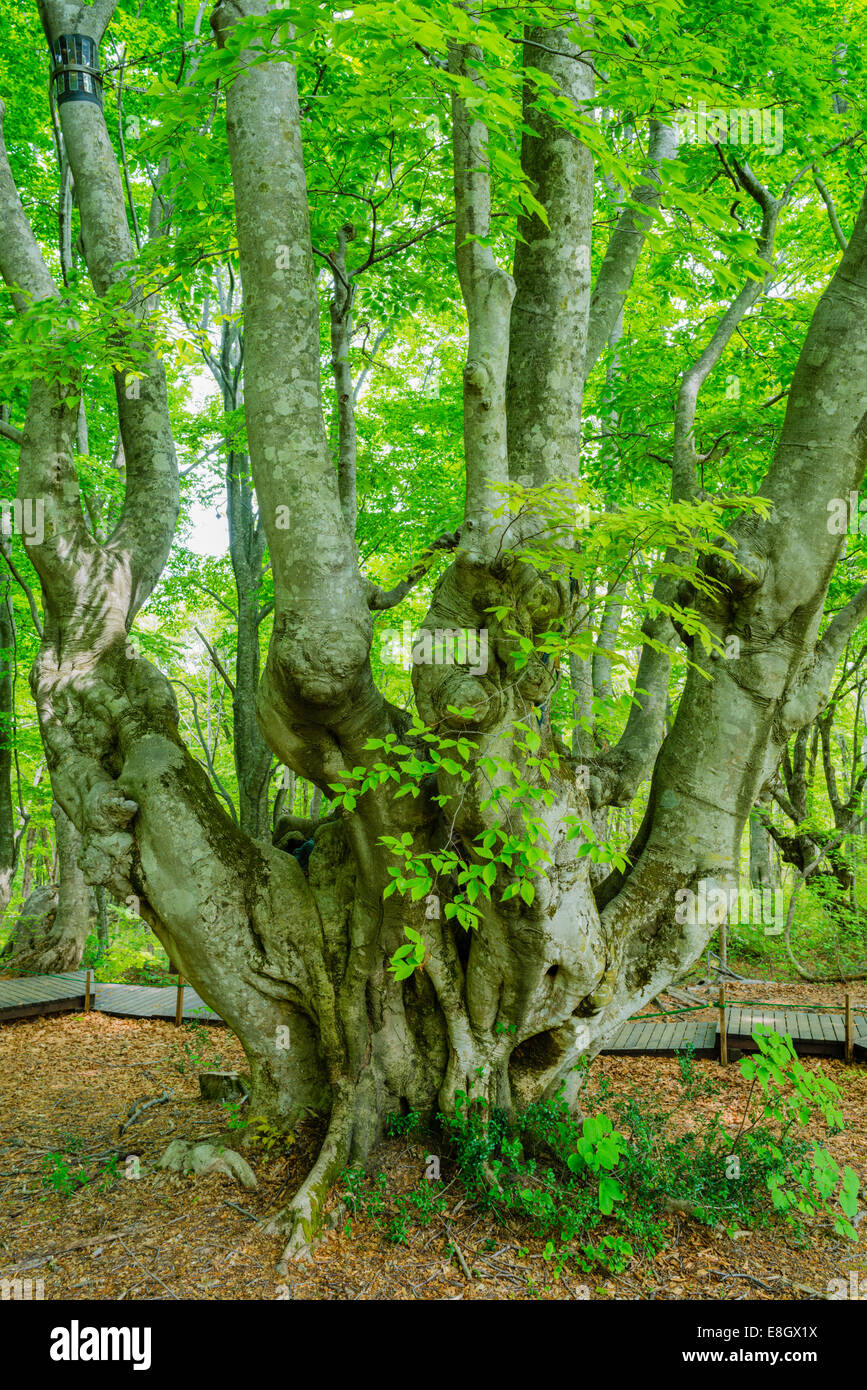 Prefettura di Akita, Giappone Foto Stock