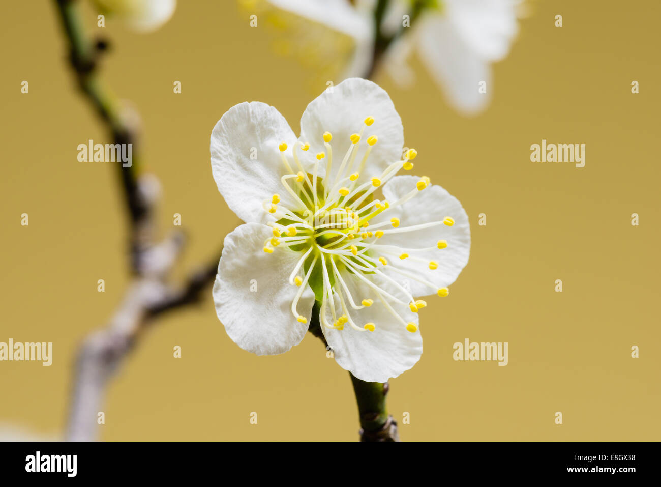 Fiori Ciliegio Foto Stock