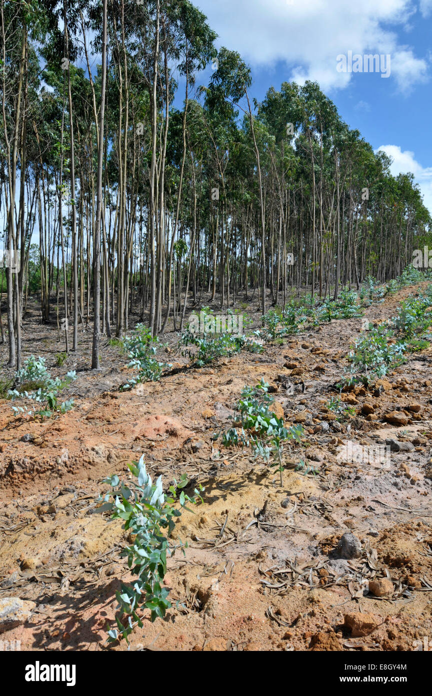 Eucalipto (gomma blu: eucalipto globulus) plantation, Portogallo. Foto Stock