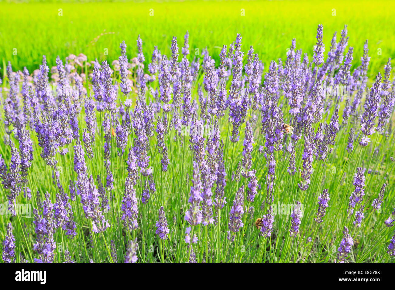Campo di lavanda Foto Stock