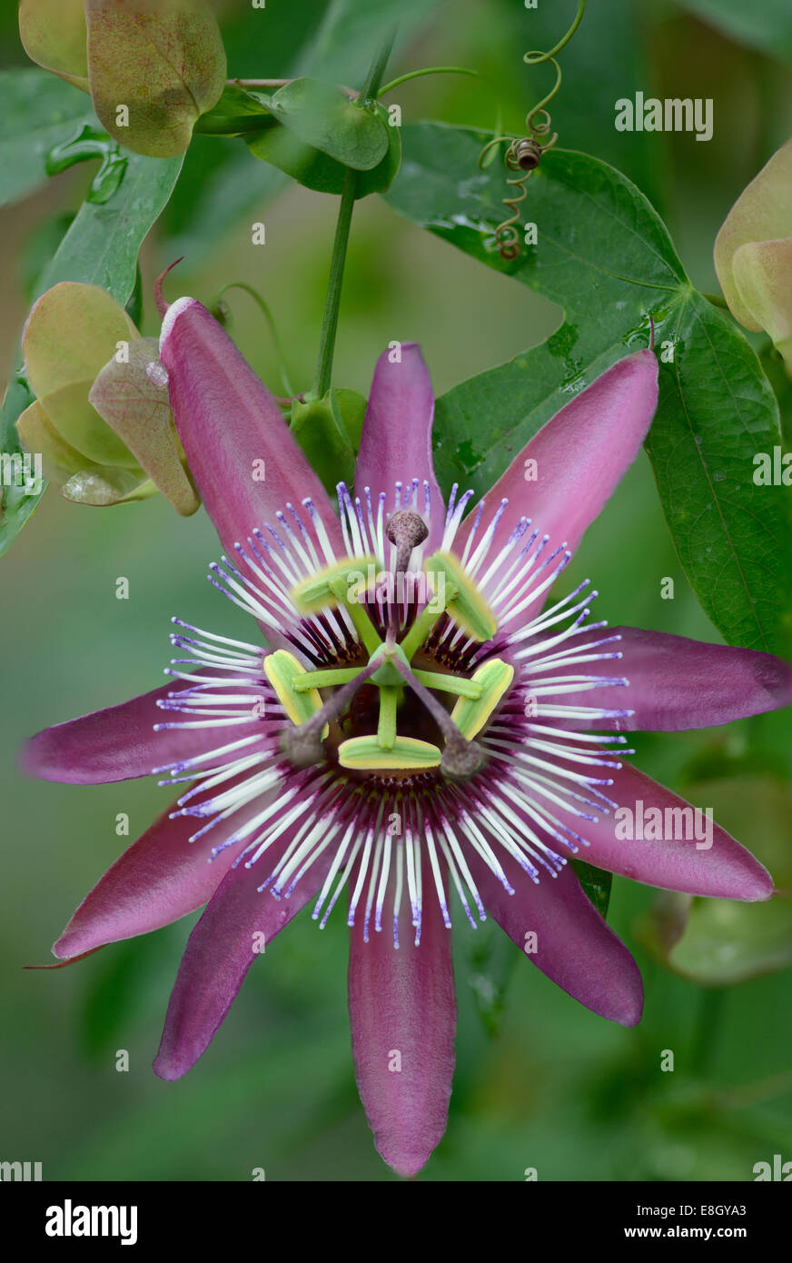 Fiore della passione: Passiflora x violacea impilati di messa a fuoco dell'immagine. Foto Stock