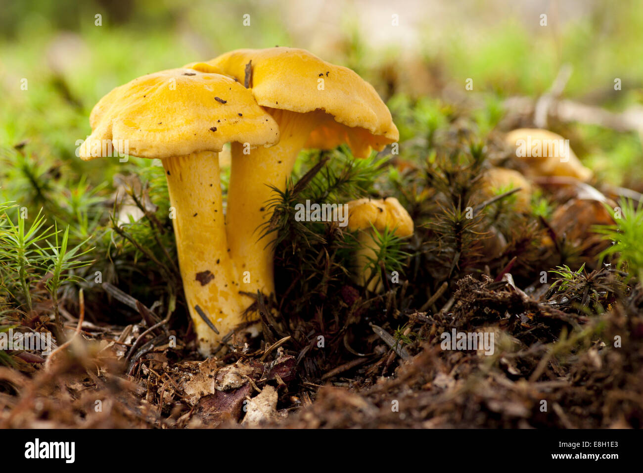 Germania, Cantarelli, Cantharellus cibarius Foto Stock