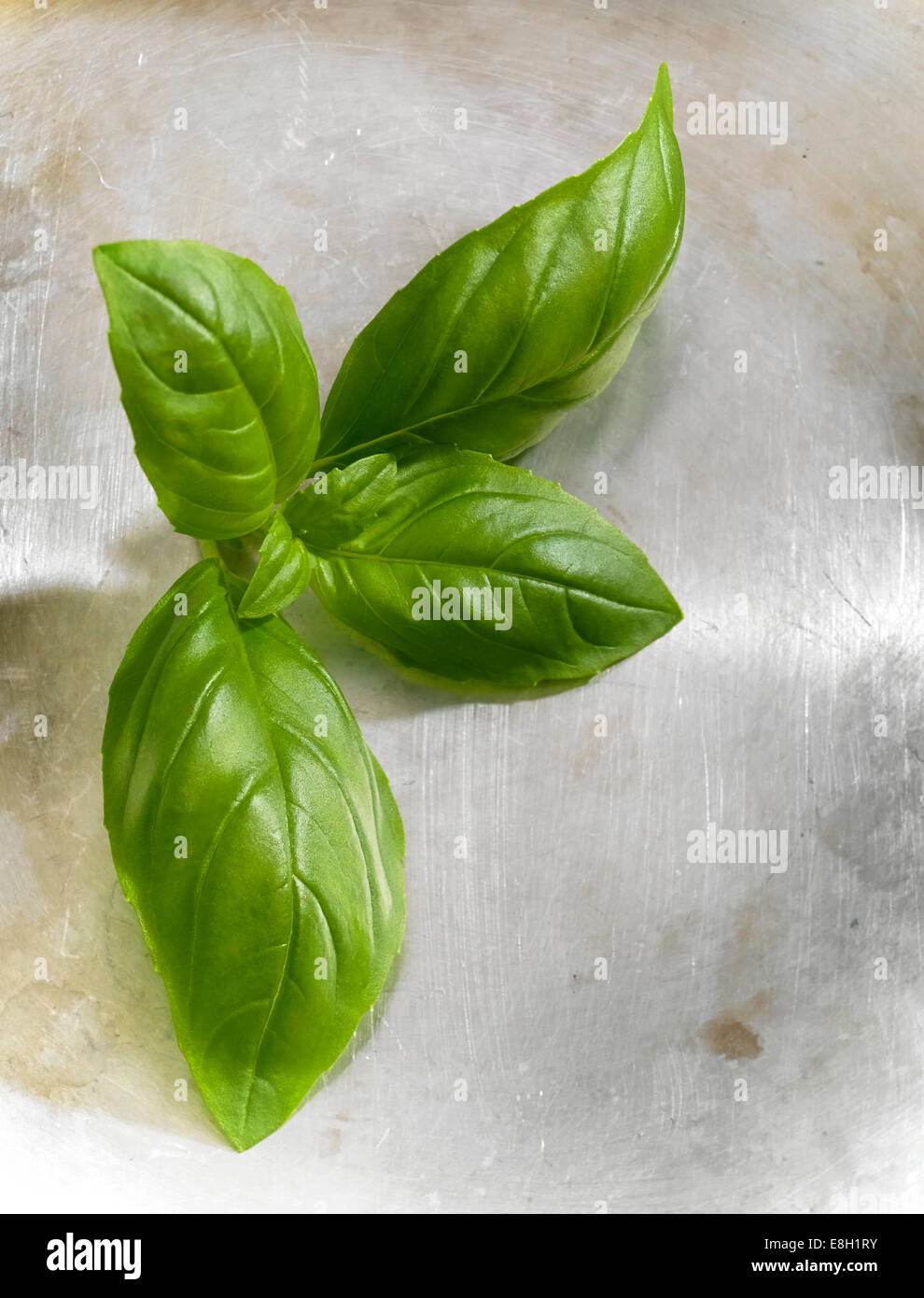 Fresco verde pick le foglie di basilico su una superficie di acciaio Foto Stock