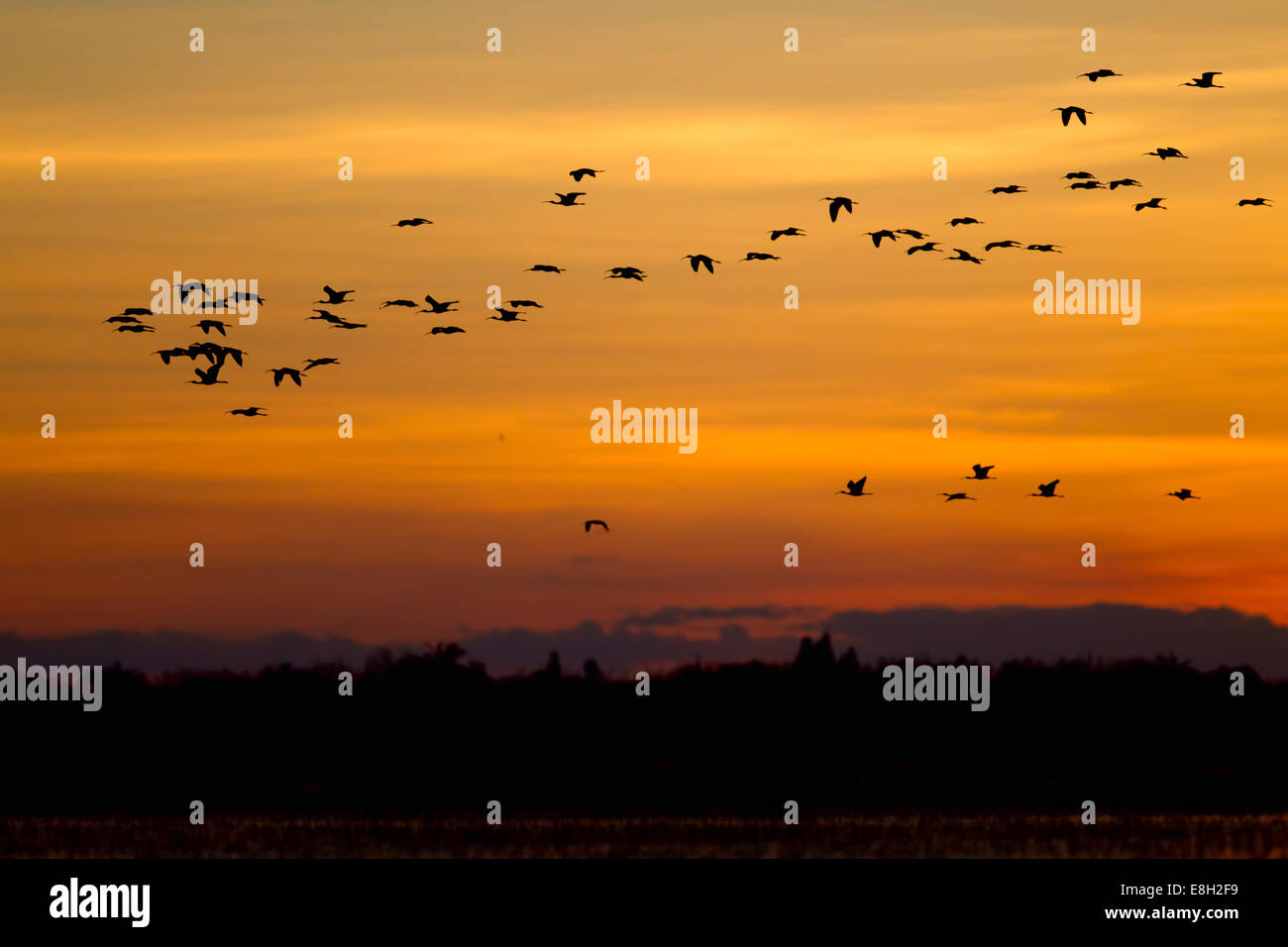 Uno stormo di uccelli vola sopra bangweulu zone umide al tramonto Foto Stock
